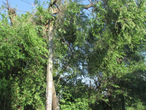 В Кривом Роге коммунальщики начали убирать поваленные деревья внутри жилых кварталов