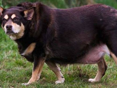 Страдающую ожирением собаку перепутали со свиньей (ФОТО+ВИДЕО)
