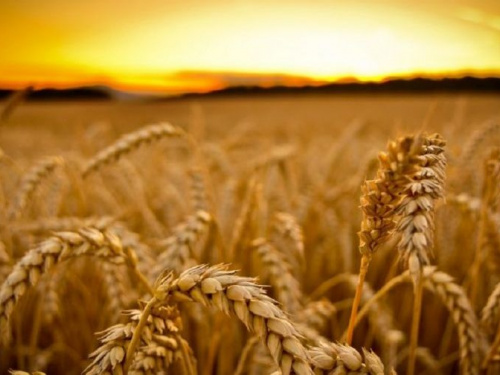 ЄС запустив платформу для оптимізації експорту українського зерна