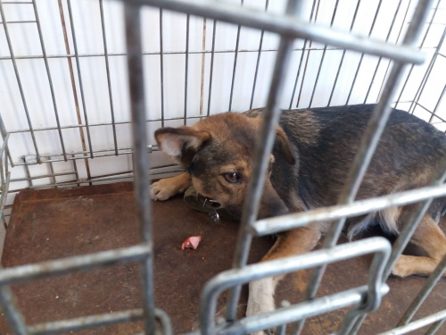 У Кривому Розі відловили ще десять безпритульних собак