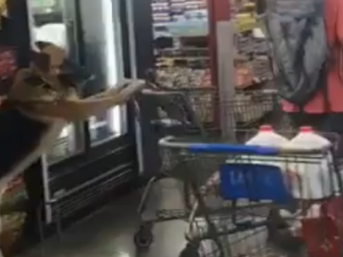 Сеть покорила немецкая овчарка, помогающая делать покупки в супермаркете