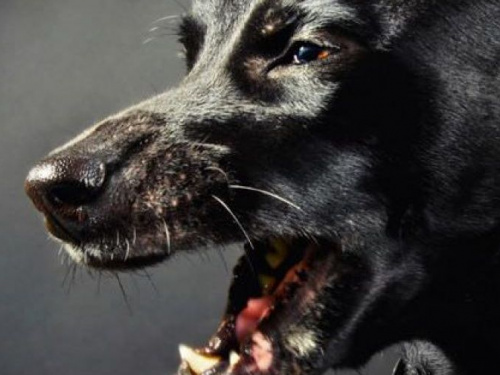 На жительницу Кривого Рога напала большая черная собака