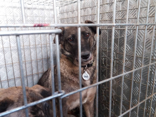 У трьох районах Кривого Рогу виловили близько 10 безпритульних собак