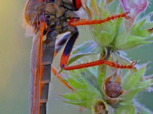 Обычное необычно: фотограф из Кривого Рога впечатлил своей макросъемкой насекомых (фото)