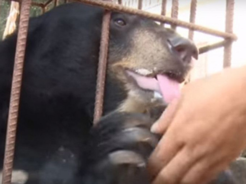 Бездомный щенок, принесённый домой, вырос и оказался медведем (ФОТО+ВИДЕО)