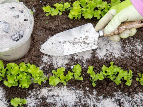 Чим підкормити ґрунт для хорошого врожаю: корисні поради