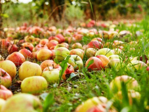 Итоги осени-2018: в Кривом Роге снова подорожает хлеб и чем грозит огромный урожай яблок
