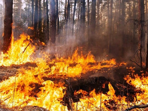 Дніпропетровщина у вогні: влітку екосистеми регіону горіли понад 1000 разів