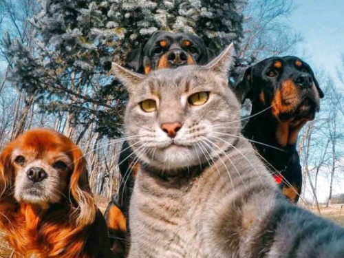 Офіційне визнання для котів та собак: в Україні запустили Єдиний державний реєстр домашніх тварин