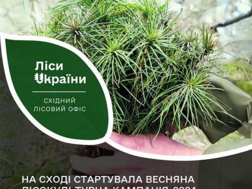 На Дніпропетровщині планують висадити мільйони саджанців дерев: подробиці