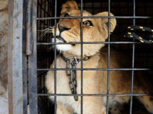 Животные - не игрушки: криворожан приглашают поддержать акцию зоозащитников