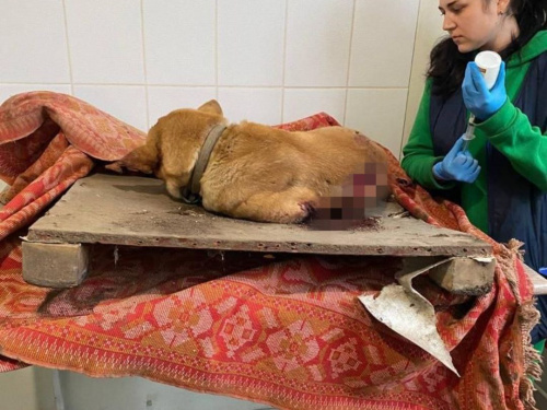 Кожне життя важливе: після обстрілів Дніпропетровщини поліцейські знайшли під завалами пораненого собаку