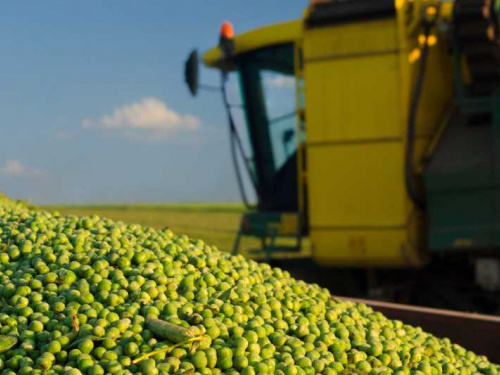 У трійці лідерів: на Дніпропетровщині під час жнив зібрали більше 2.5 мільйонів тонн зерна