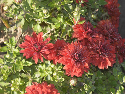 Криворізький ботанічний сад готується до відкриття балу хризантем: запрошують усіх охочих