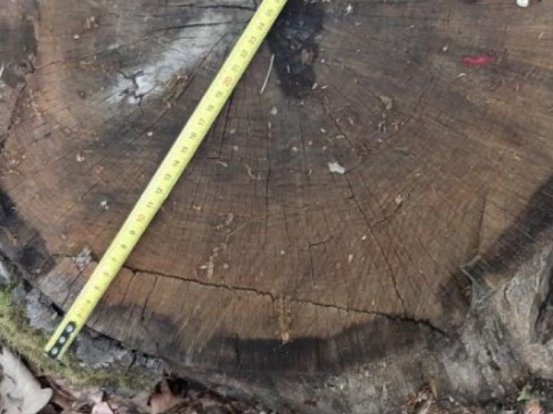 "Нарубили дров" на 2 милилиона: на территории Кривого Рога директор лесхоза и предприниматель незаконно сбывали лес