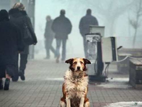 В 2019 году на обращение с бездомными животными в Кривом Роге выделяют более 10 млн. гривен