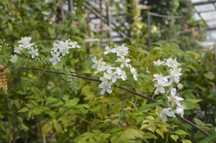 Растения радуют своим цветением: криворожан приглашают прогуляться по оранжерее ботанического сада (фото)