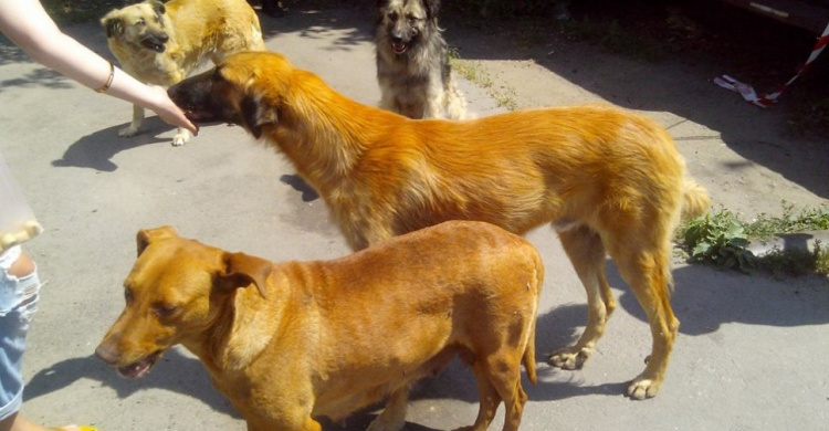 В Кривом Роге насчитали 6911 бездомных собак (ИНФОГРАФИКА+ФОТО)