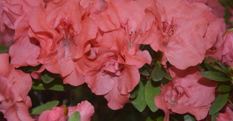 Добавьте ярких красок: криворожан приглашают в ботсад насладиться красотой цветущих азалий (фото)