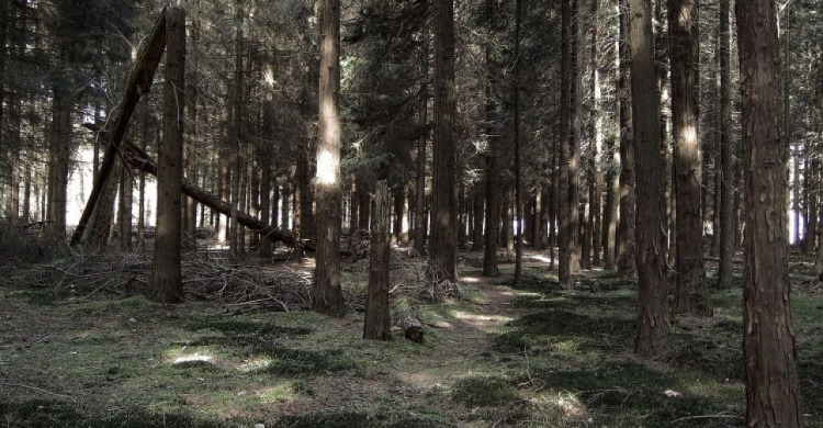 Криворожане арендовали лес в соседней области на 49 лет