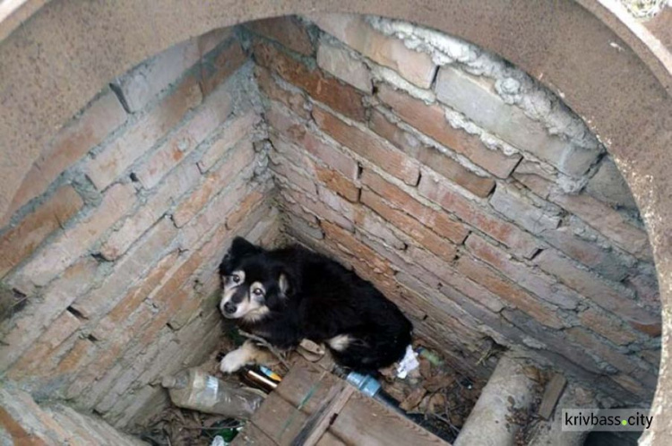В Кривом Роге спасатели достали из водопроводного колодца собаку