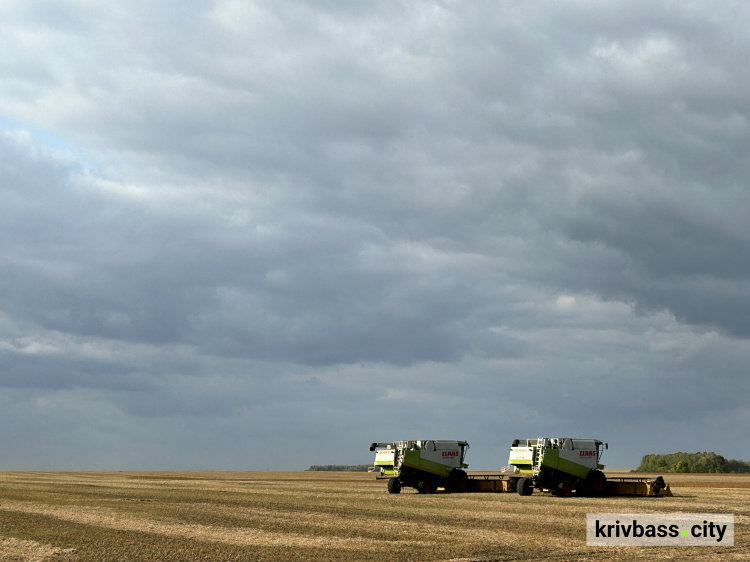 Кукурудза, гречка та соняшник: на Дніпропетровщині тривають жнива