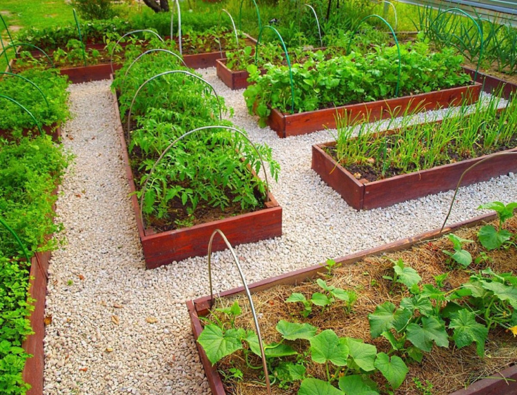 Не саджайте ці овочі поруч: поради садівників як не зіпсувати увесь врожай