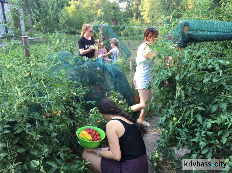 Криворожане собрали урожай эко-акции «Городской огород» (ФОТО)