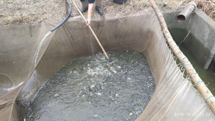 В водохранилище под Кривым Рогом выпустили три тонны малька толстолобика (фото)
