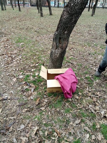 В Кривом Роге дети в парке нашли обезглавленное тело собаки (фото)