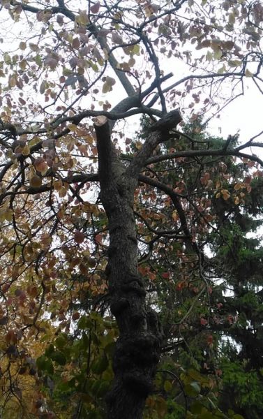 Дерево раздора: в Кривом Роге депутат пожаловалась на предпринимателя из-за спиленных веток дерева