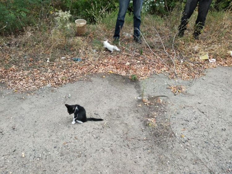 В Кривом Роге при подготовке к веломарафону в лесополосе нашли  большую стаю выброшенных маленьких котят (фото)