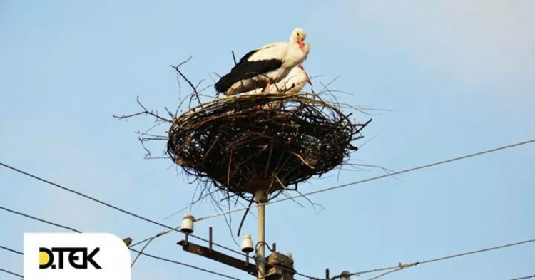 На Днепропетровщине заботятся о птицах, приносящих счастье (фото)