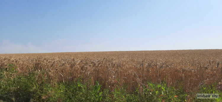 Аграріям Дніпропетровщини вдалось зібрати рекордний врожай хліба