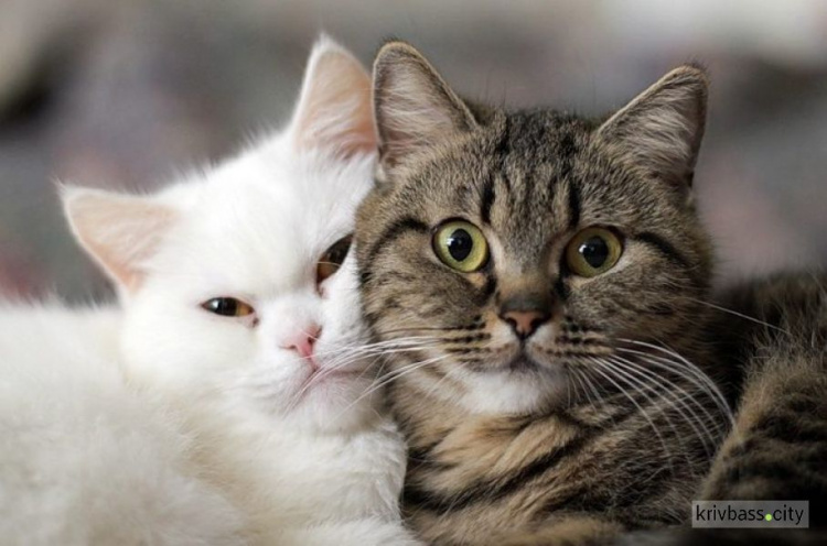 Без кота и жизнь не та! 17 февраля День кота отмечают в Европе