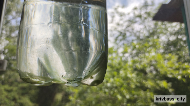 Запаси води у пляшках зеленіють: що робити, щоб позбутися водоростей