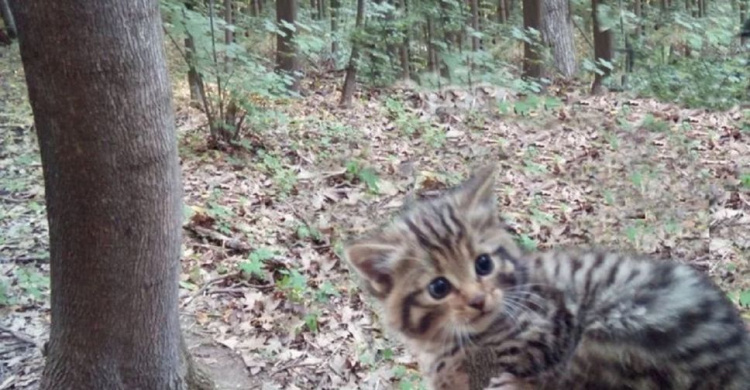 У вінницькому лісі вперше за 16 років побачили червонокнижних лісових кошенят