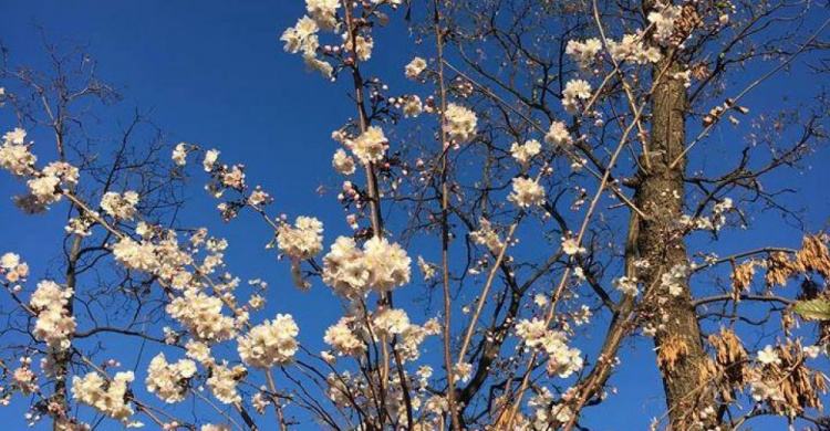 Весна в ноябре: в Кривом Роге в конце осени зацвела вишня (ФОТО)