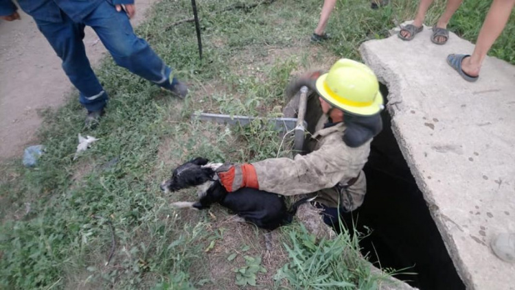 Спасатели Кривого Рога достали из 3-х метрового колодца собаку