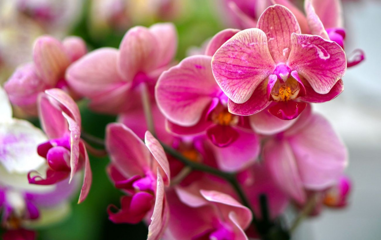 Як доглядати орхідею вдома: корисні поради