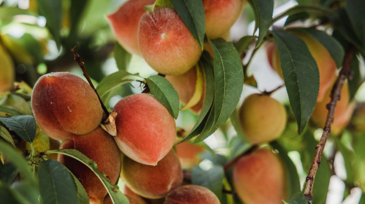 Що потрібно зробити навесні, щоб влітку мати гарний врожай персиків: 8 корисних порад