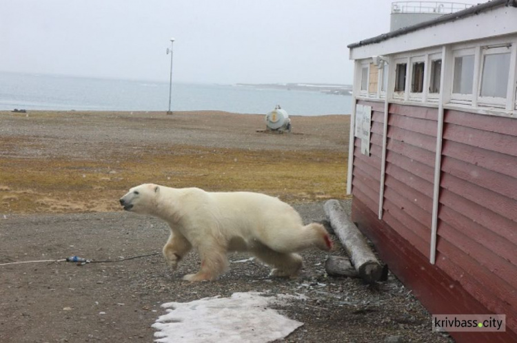 В Норвегии полярный медведь залез в окно отеля и застрял (ФОТО+ВИДЕО)
