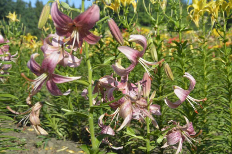 Лилейный рай: в Кривом Роге ботсад приглашает на цветение лилий (фото)