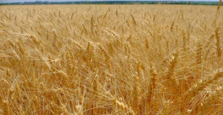 На Днепропетровщине собрали более 2,5 тонн ранних зерновых, - аграрии