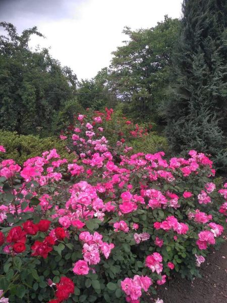 Криворожский ботанический сад приглашает полюбоваться розами (ФОТО)