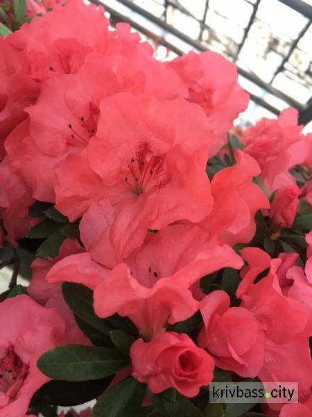 Криворожский ботсад приглашает посмотреть на цветение азалий (фото)