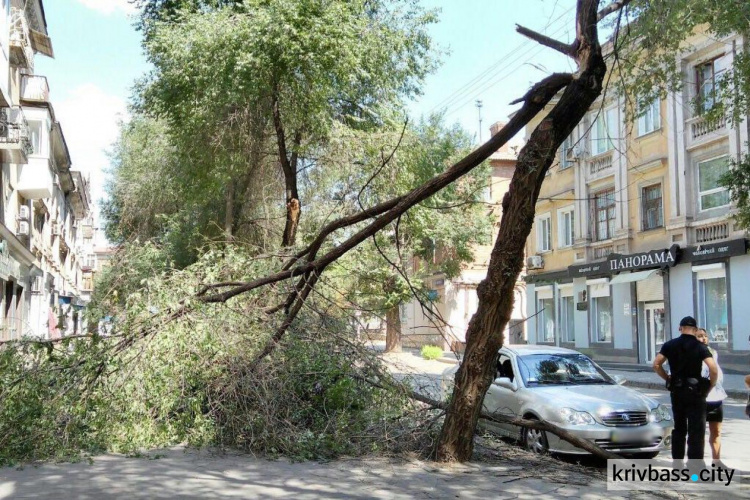 В Кривом Роге упало дерево, повредив два легковых автомобиля (ФОТО)