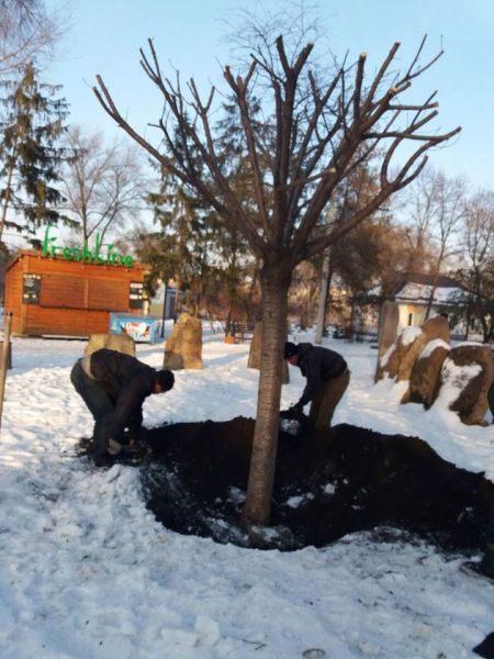 В парке Кривого Рога в морозы высадили японскую "красавицу" (фото)