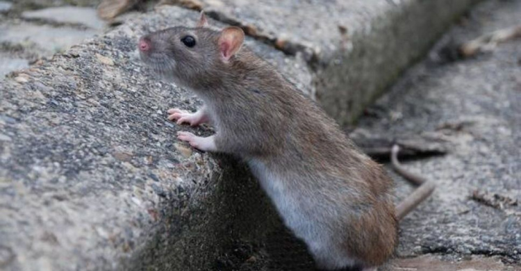 В Кривом Роге наблюдают как "питаются" крысы, ожидается 2-й процесс дератизации