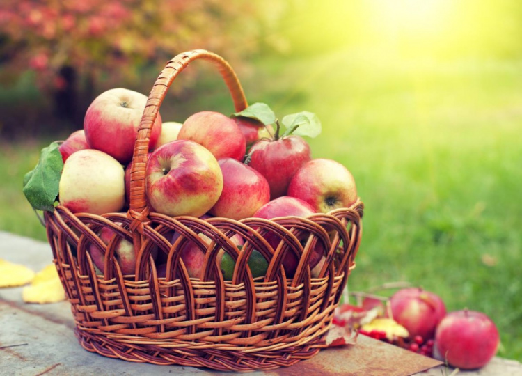 Як правильно зберігати яблука, щоб вони довго залишались свіжими: поради від Клопотенка